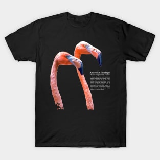 American flamingo tropical bird white text T-Shirt
